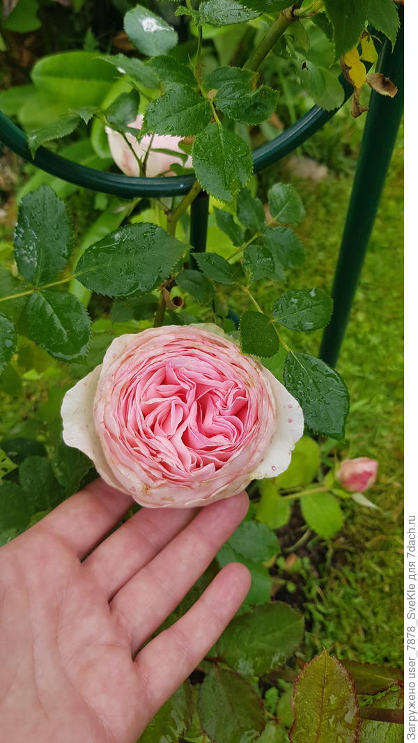 Впервые зацветает молоденький клаймбер Пьер де Ронсар