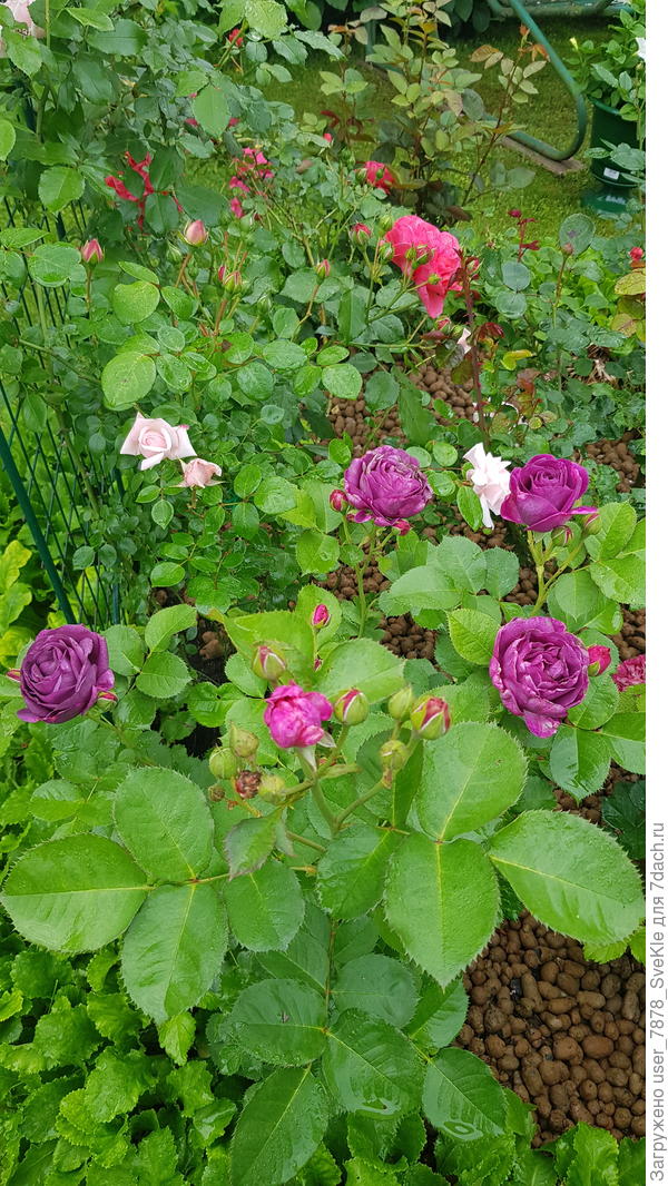 Минерва, Нью доун, Ютерсен