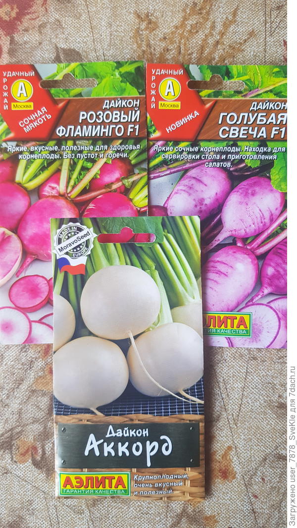 Дайкон Аккорд, Голубая свеча, Розовый фламинго.