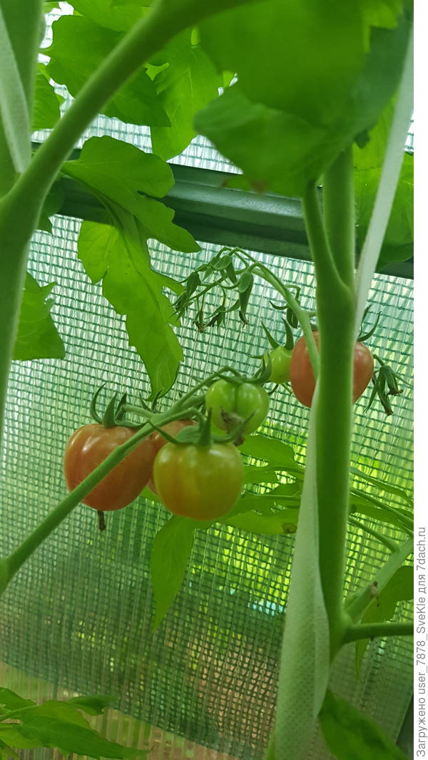 Конфетки на ветке