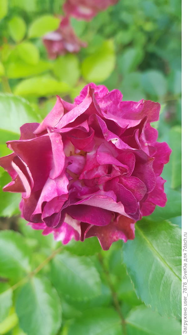 Летс селебрейт