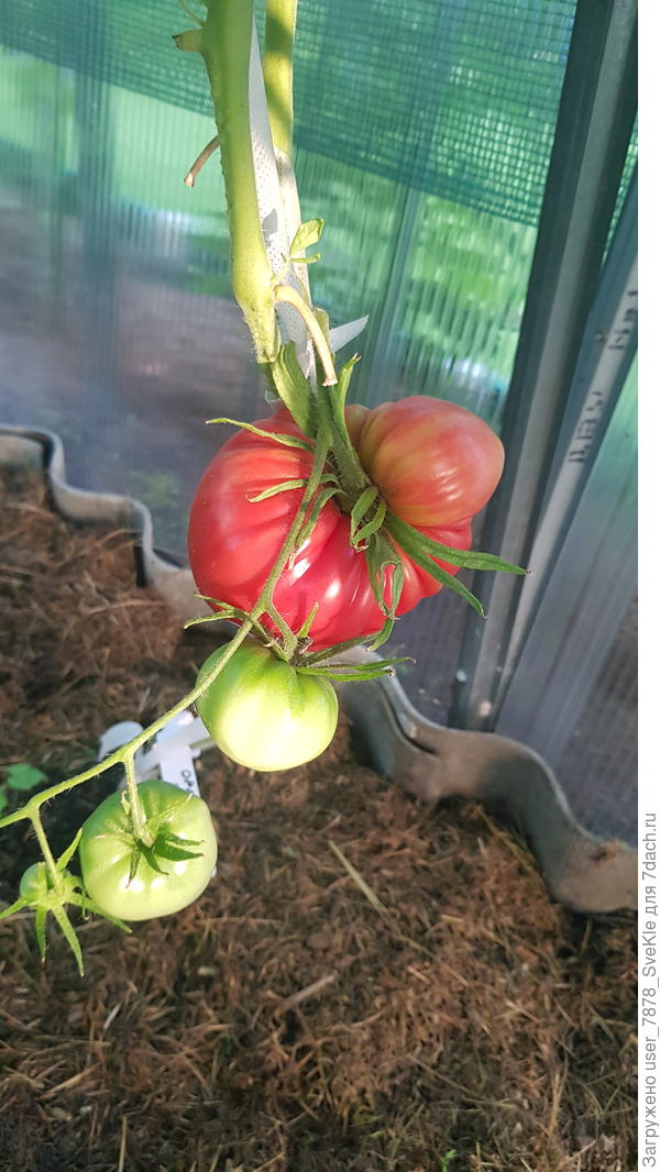 Орлиный клюв из махрового цветка