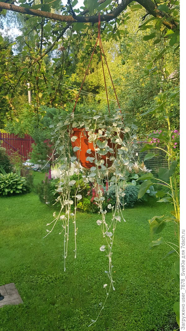 Одна на яблоне висит