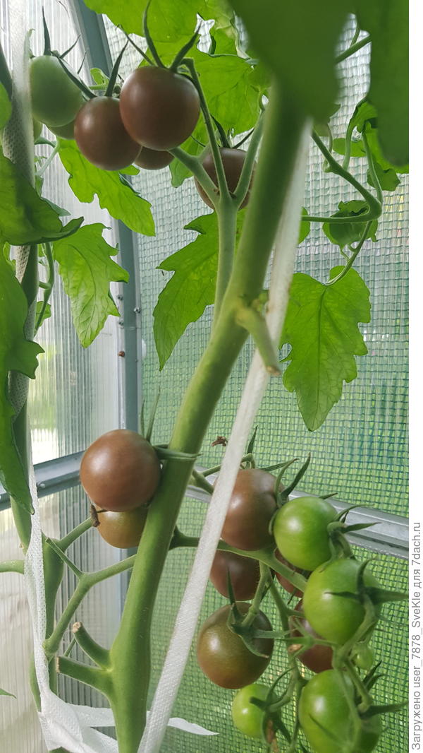 Вишенка чёрная