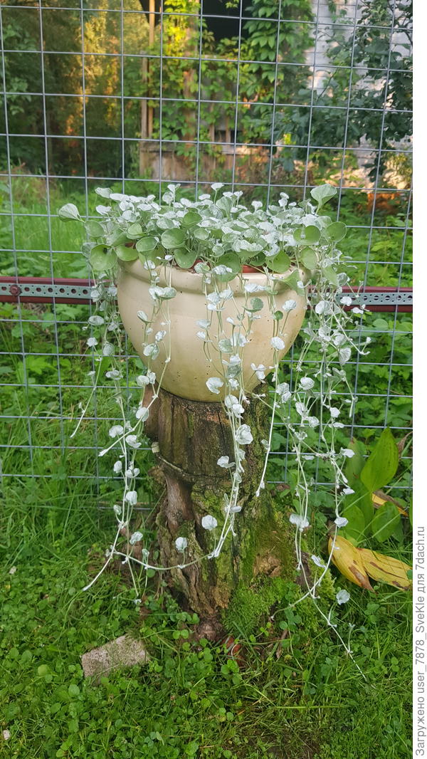 Другая на пенёчке стоит