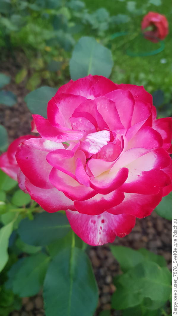 Принц Монако