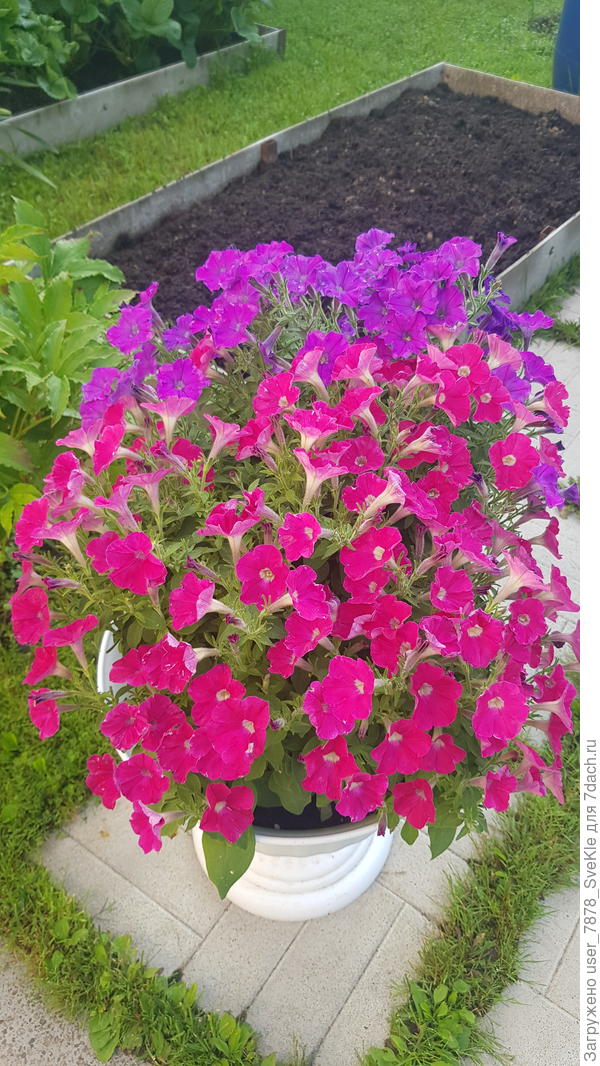 В освободившуюся из-под чеснока грядочку теперь пойдут редис и дайкон)