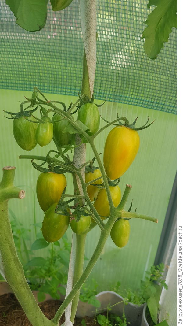 Золото амишей