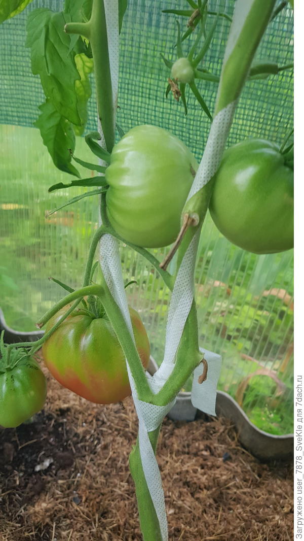 Абаканский розовый