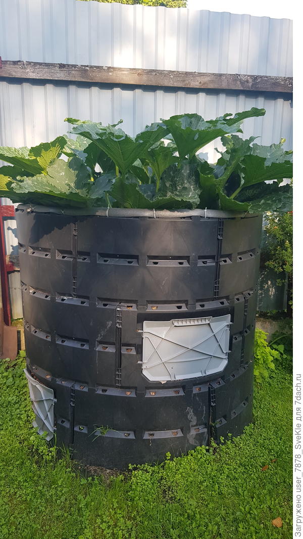 2 кабачка в компостере. Но и в него испанские слизни нет-нет, да забираются...