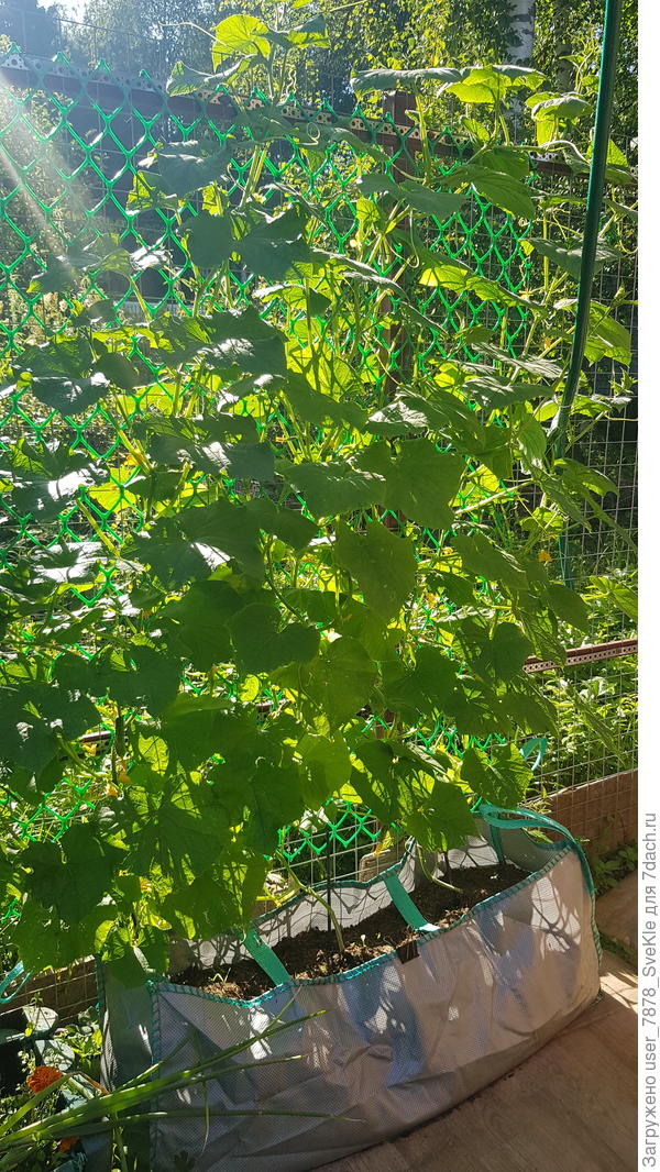 3 пчелоопыляемых огурца у забора в сумке для живой изгороди (87 литров)