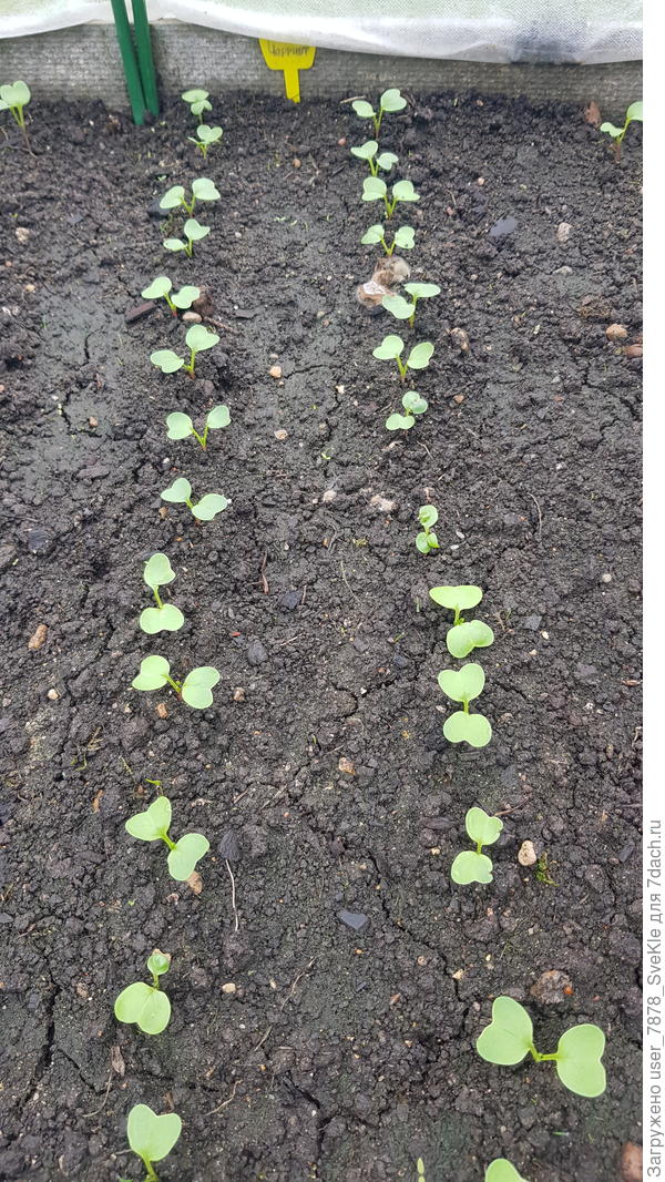 Редис Дуро краснодарское и Черриэт