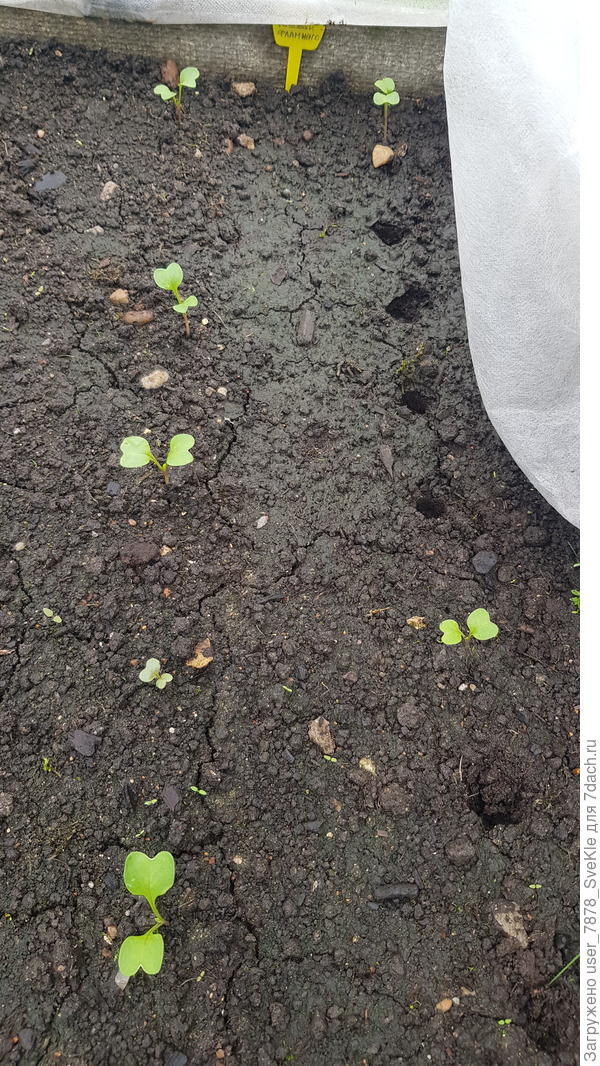 Розовый фоаминго от Аэлиты тоже, как видишь. Досеяла им же. Дала шанс.