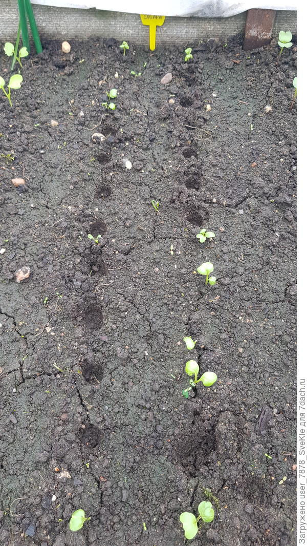 Редис Жара - урыдаться. Пакетик семян улетел в помойку. Сделала дырочки и досеяла Черриэт.