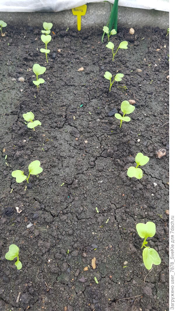 Практически идеально взошли дайкон Аккорд