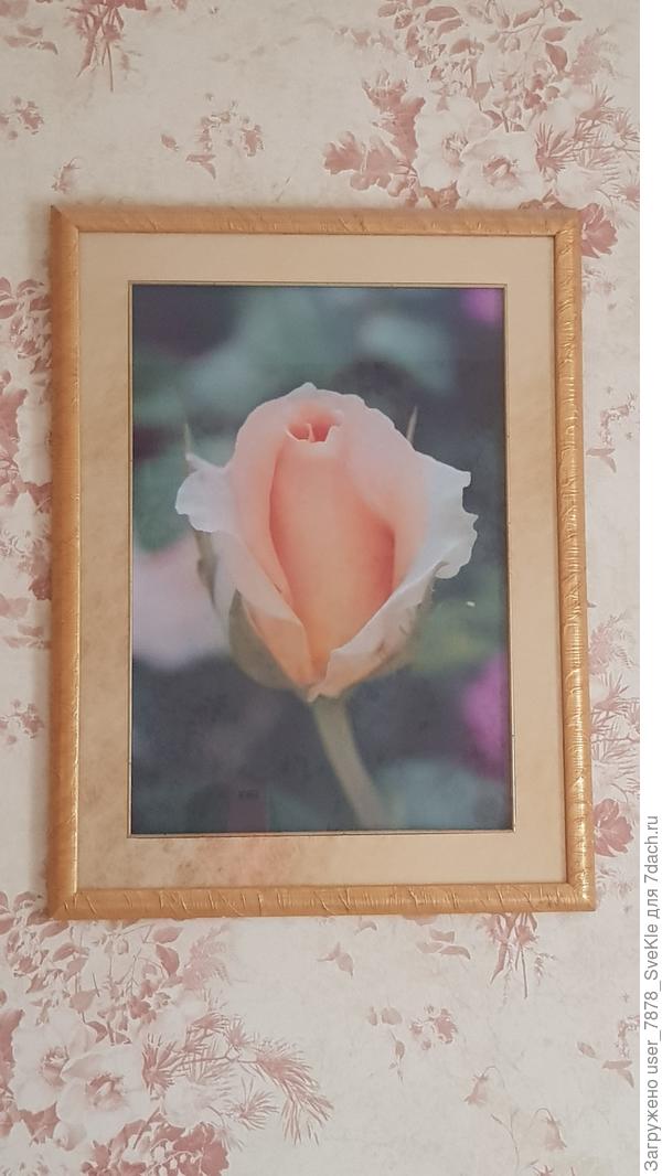 И дома, и на даче висят портреты именно маминых любимых цветов