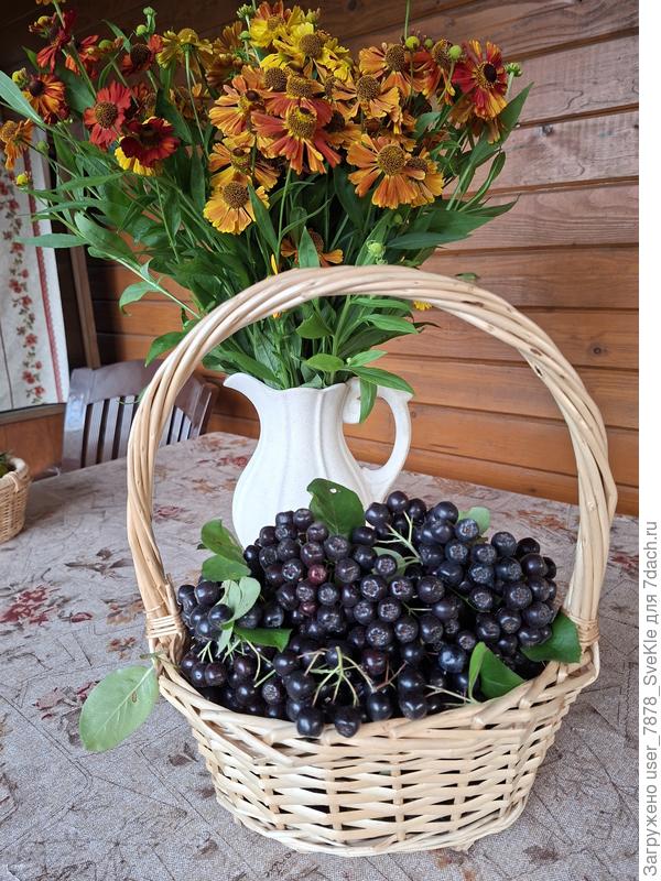 Черноплодке не хватило солнышка, в прошлом году была сладченная. Ее тоже в компот