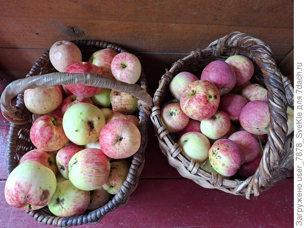 Яблоки по-тихоньку начинают спеть. На &quot;шарлотку&quot; и компот.