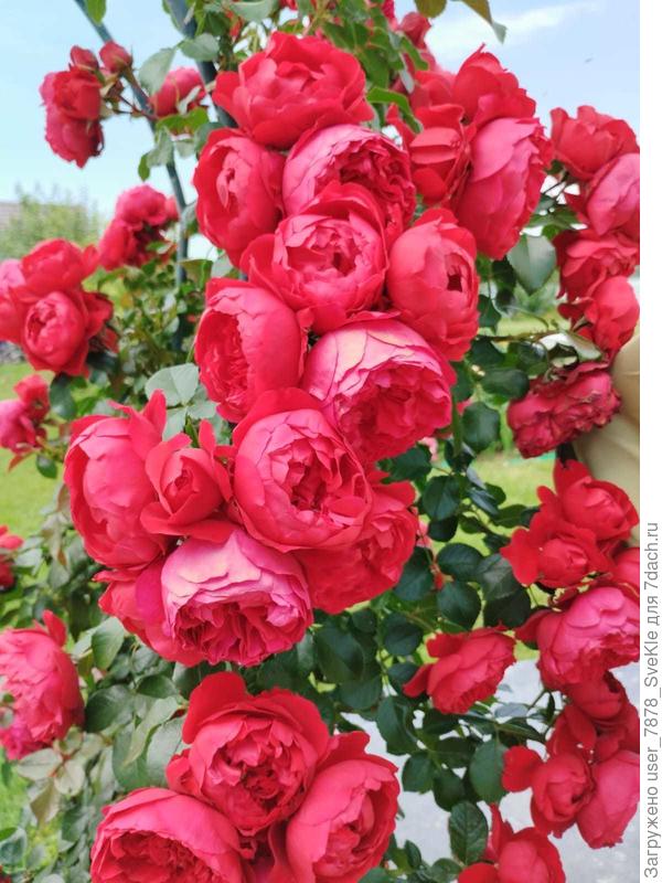 Маточное растение. Фото 2