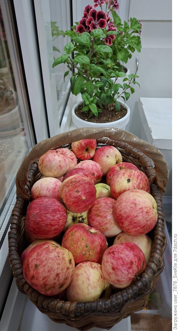 На балконе волшебный яблочный аромат 😇