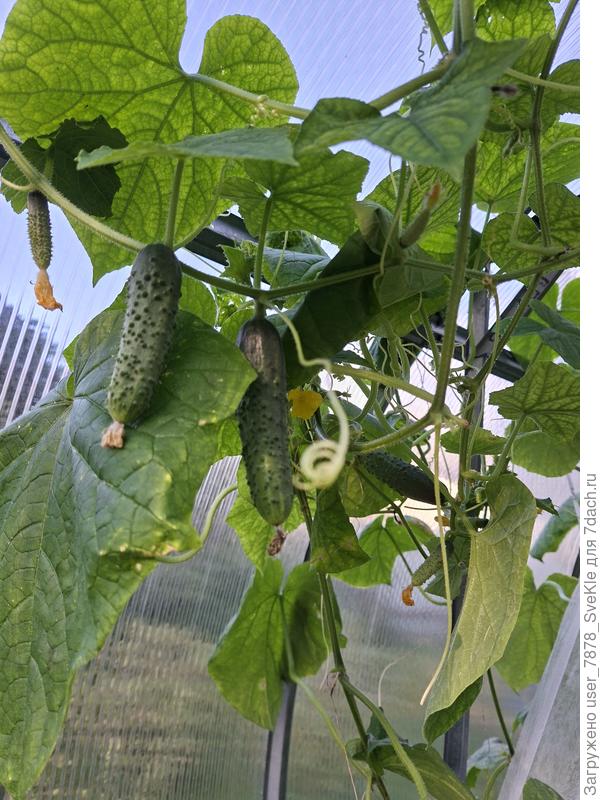 Огурчики - молодчинки! Стараются)))