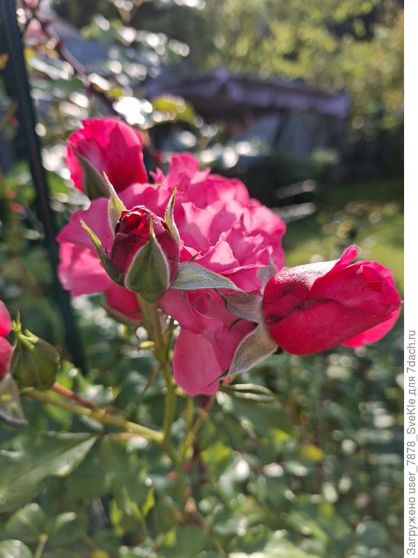 Розариум Ютерсен. А вообще много роз на бутонах. Надеюсь, процветут. Осень пока благоволит)