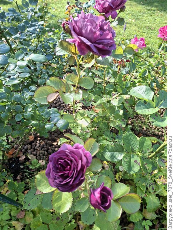 Ароматная Минерва