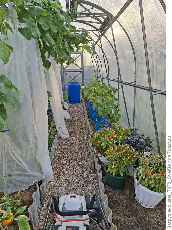 Перцы перенесли в теплицу к огурцам