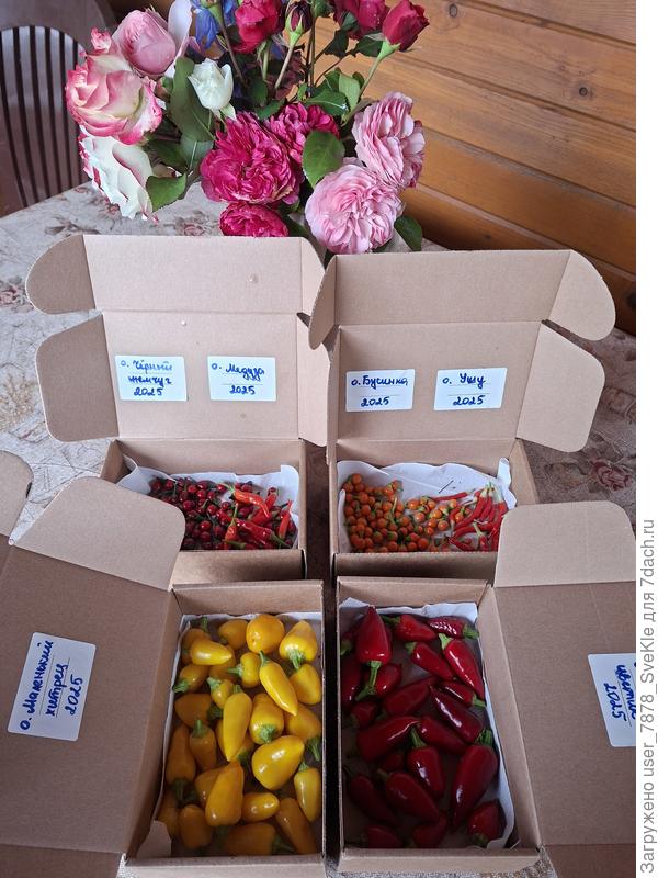 Сняла на семена для будущего сезона