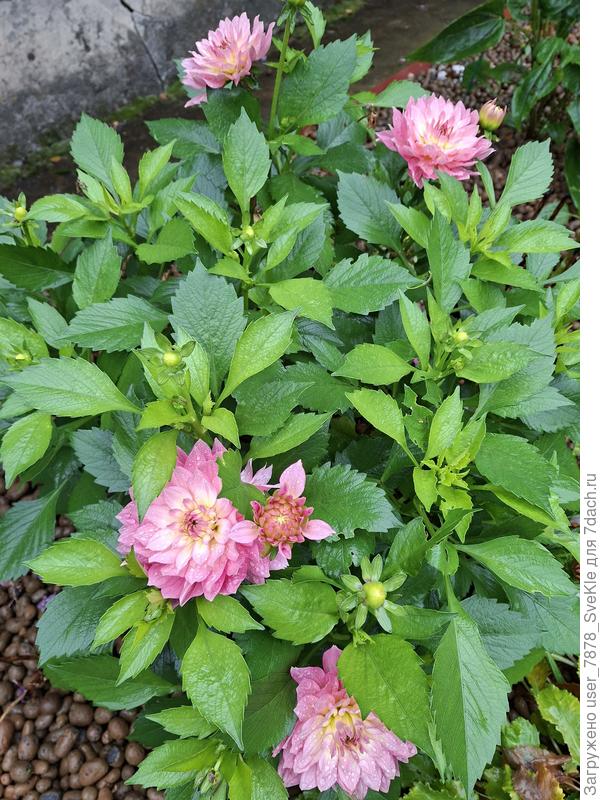 На георгинах еще много бутонов, но они уже не распустятся, очевидно