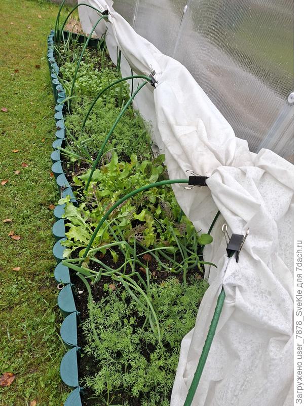 Очень жизнеутверждающе выглядит молодая зеленушка)