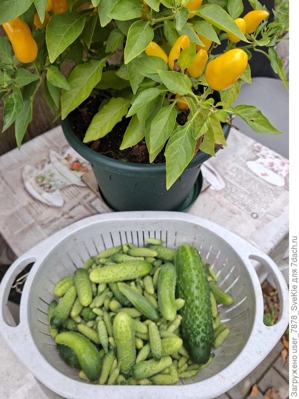 Удалили из теплицы последние огурцы