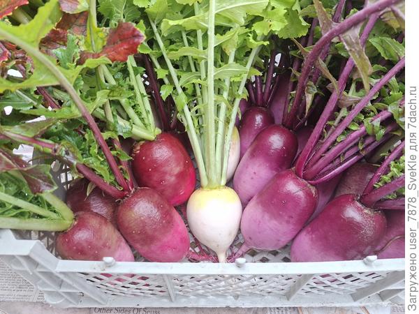 Дайконы Розовый фламинго и Голубая свеча от Аэлиты порадовали. Дайкон Аккорд не порадовал - весь ушел в цвет(