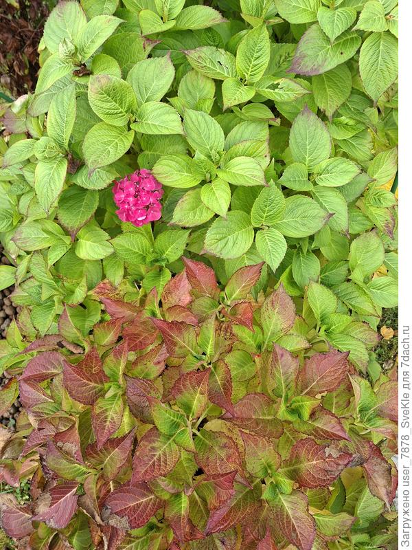 Подняли временное укрытие, а одна еще пытается цвести.