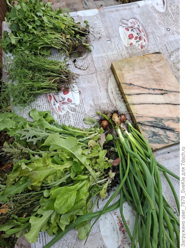 Молодая зеленушка 🙂