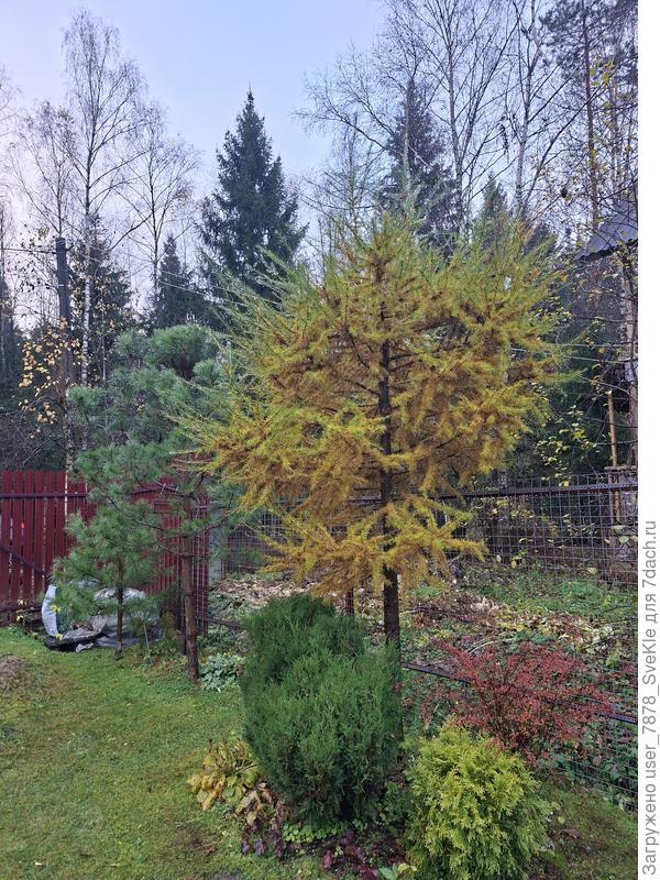 Наконец-то, лиственица поняла, что осень наступила)