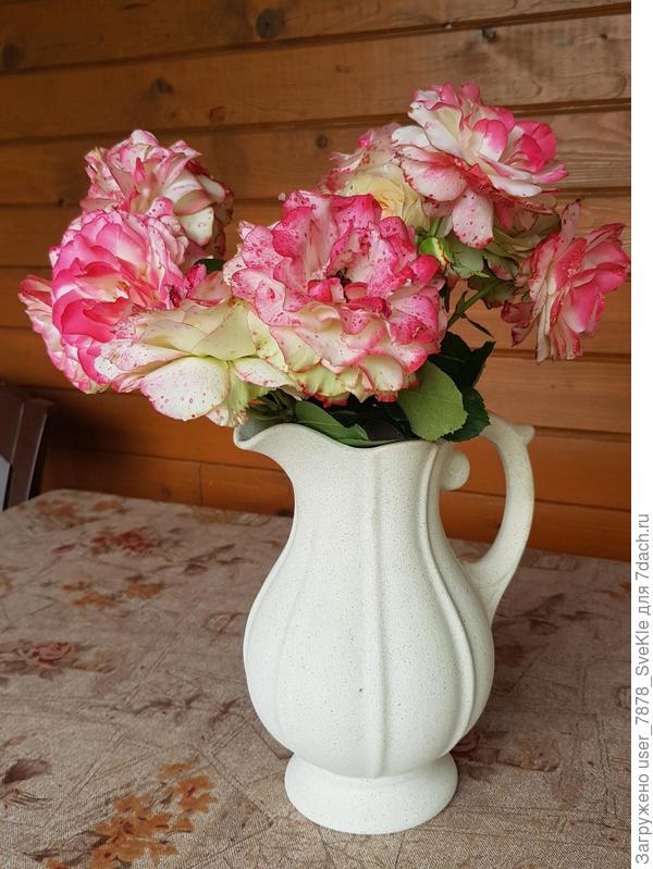 Принц Монако, побитый дождем