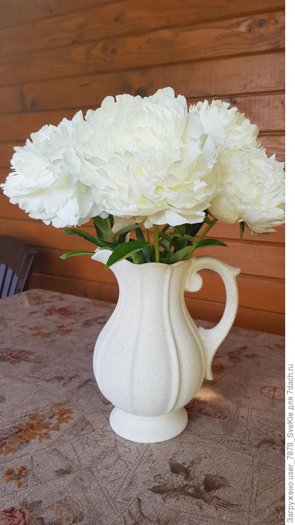 Опять пионы. В этом году холодный июнь продлил их цветение.