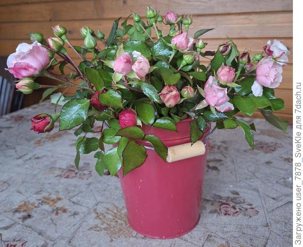 Пора обрезать, а они всё бутонят