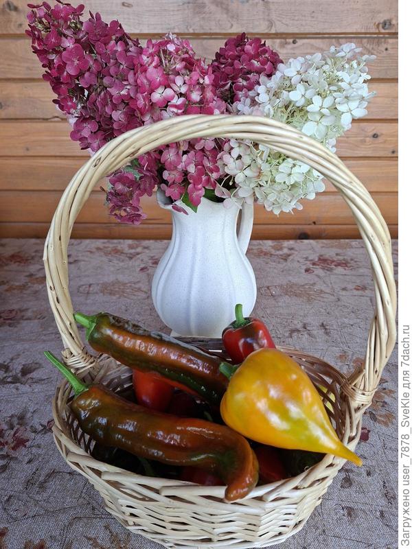 Самарская лидия и перчик