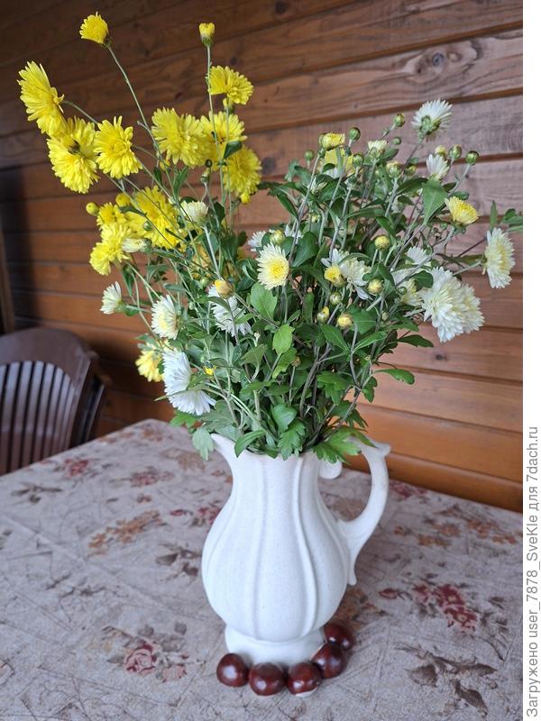 Уже совсем осень. Нелюбимые хризантемы.