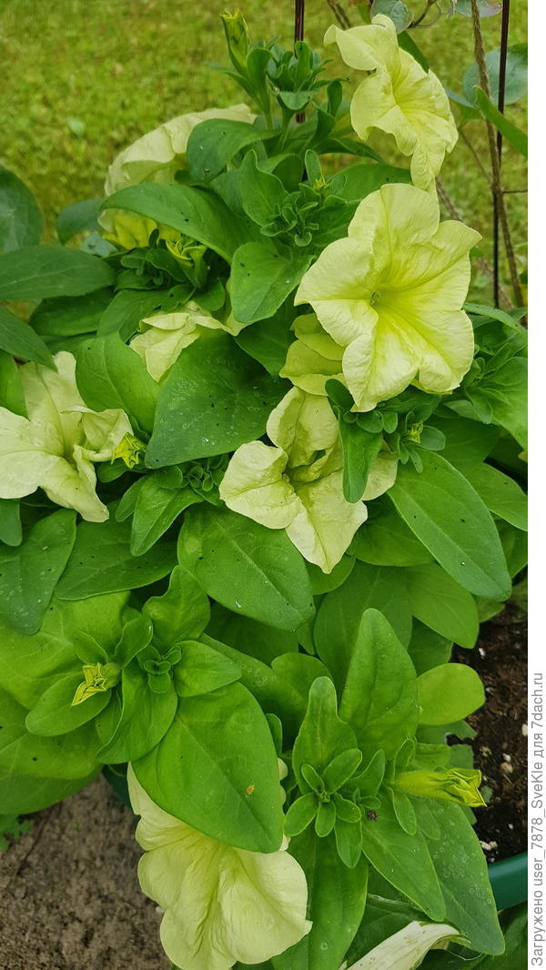 Названия не знаю