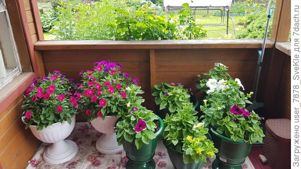 То затаскивали на веранду, спасая от дождя. Надоело. Притомились(