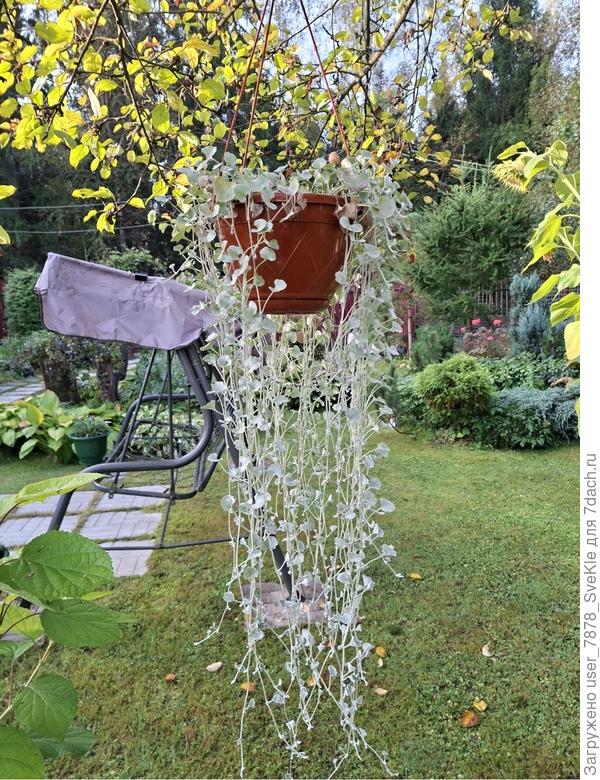 Вот с этой брали черенки