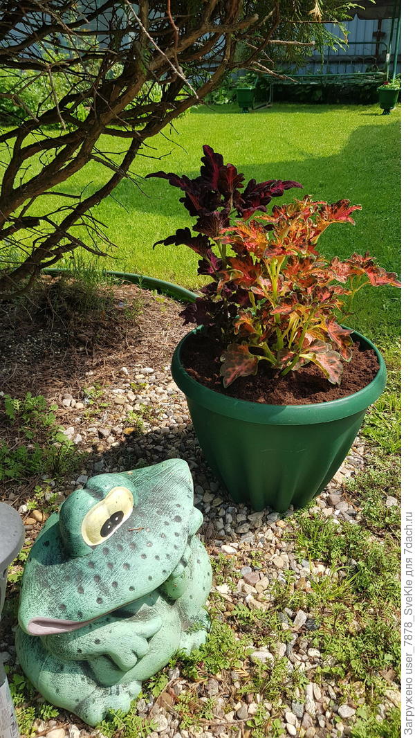 3 колеуса в горшке