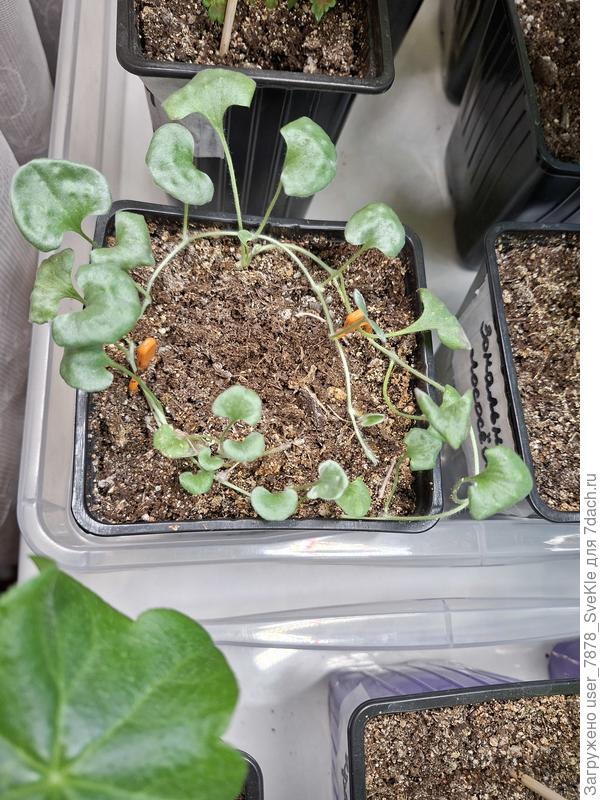 Собственно, и я сейчас так пытаюсь. Вон оранжевые шпилечки