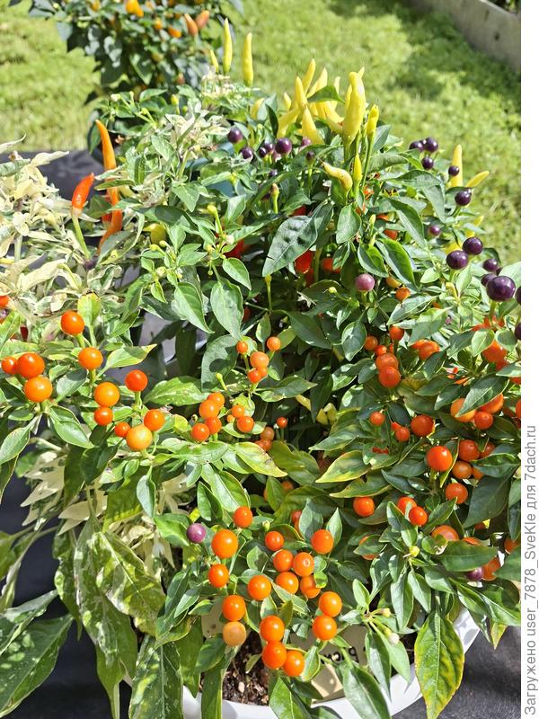 Мини-перцы по нескольку в каждом горшке