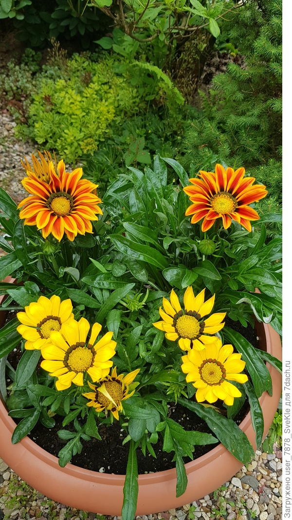 Гацании букетно в вазоне