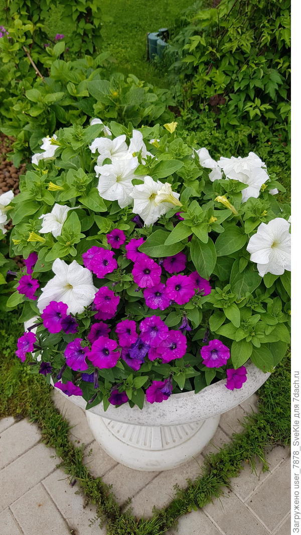Еще петунии