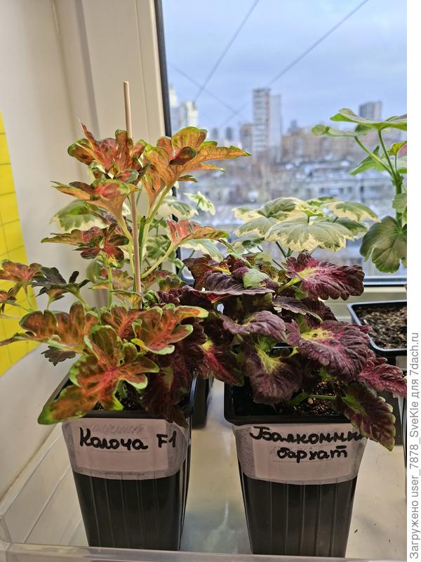 Черенки сегодня